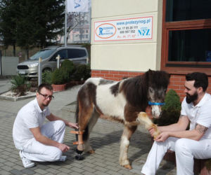 Louis dostał protezę od protetyków z Rzeszowa