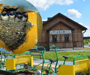 Sprawa zniszczenia gniazd jaskółek w Umianowicach trafiła do sądu. Oskarżeni wskazują na przełożonego