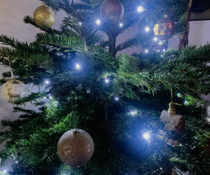 Jaką choinkę wybrać na Boże Narodzenie? Co zrobić, by wydłużyć żywotność drzewka? Ekspert podpowiada!