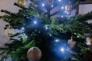 Boże Narodzenie 2025. Co zrobić, by wydłużyć żywotność świątecznej choinki? Ekspert podpowiada!