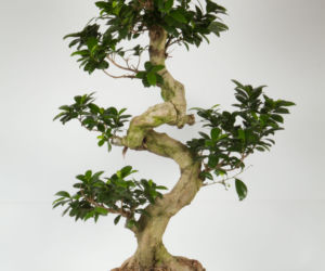 Bonsai Ficus Ginseng