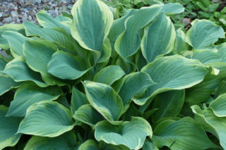 Funkia 'Regal Splendor' - Hosta 'Regal Splendor'