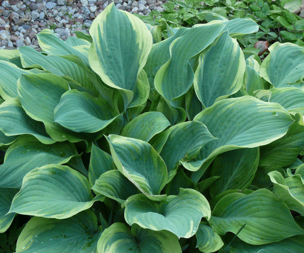 Funkia 'Regal Splendor' -