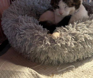 Te historie wyciskały łzy w 2025 roku. Bezsensowna śmierć, cierpienie zwierząt i niewytłumaczalna zbrodnia