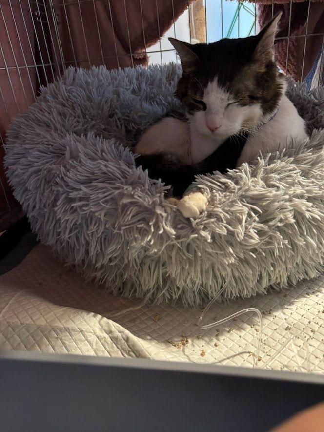 Kot Pandek zmaltretowany za kawałek boczku