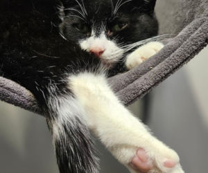 Koty ze szczecińskiego schroniska czekają na nowy dom