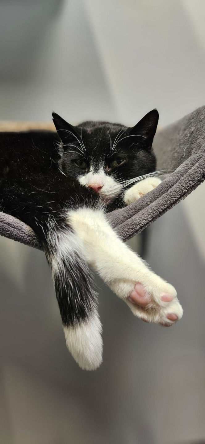 Koty ze szczecińskiego schroniska czekają na nowy dom