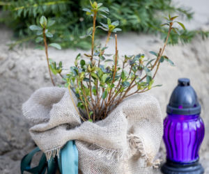 Tak wygląda grób Bożeny Dykiel