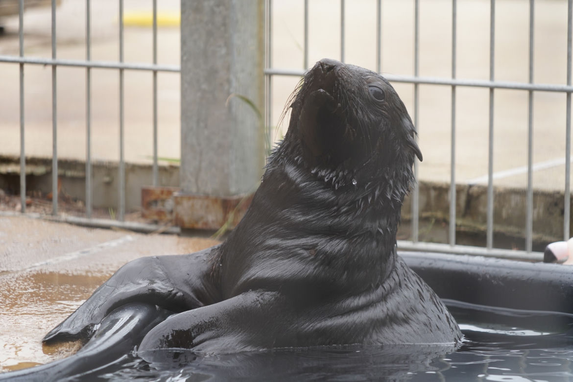 Najmłodszy kotik we wrocławskim zoo otrzymał imię Alfie