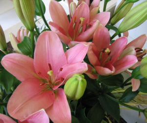 Lilia 'Brindisi' 