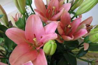 Lilia 'Brindisi' - Lilium  'Brindisi'
