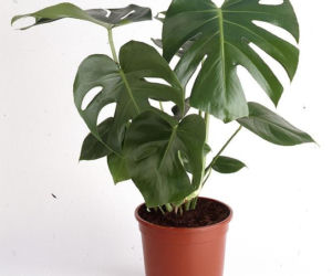 Monstera
