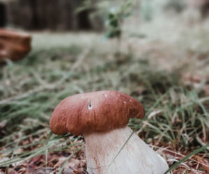 Rosną jak grzyby po deszczu! Grzybiarze szykują się na żniwa
