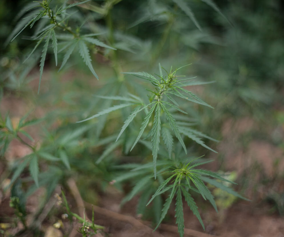 marihuana