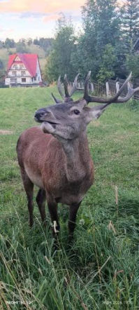 Pomogli jeleniowi