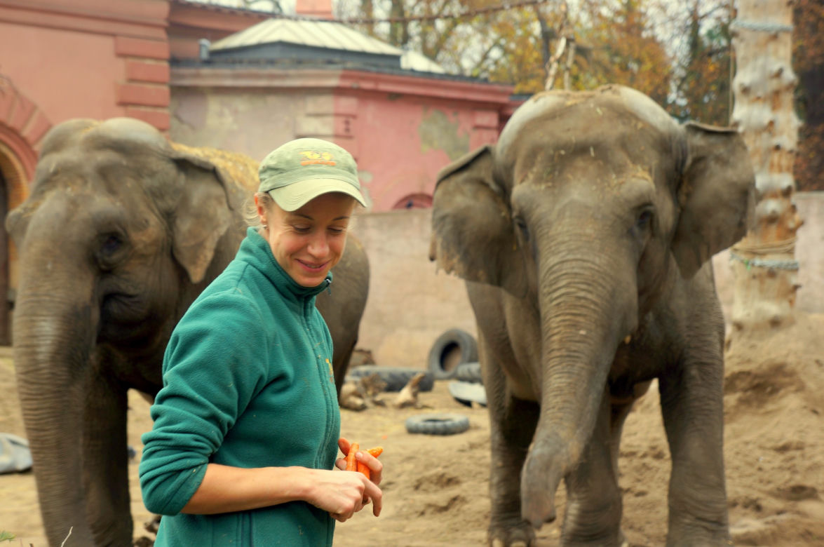 Zoo Wrocław: Słoń indyjski 