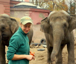 Zoo Wrocław: Słoń indyjski 