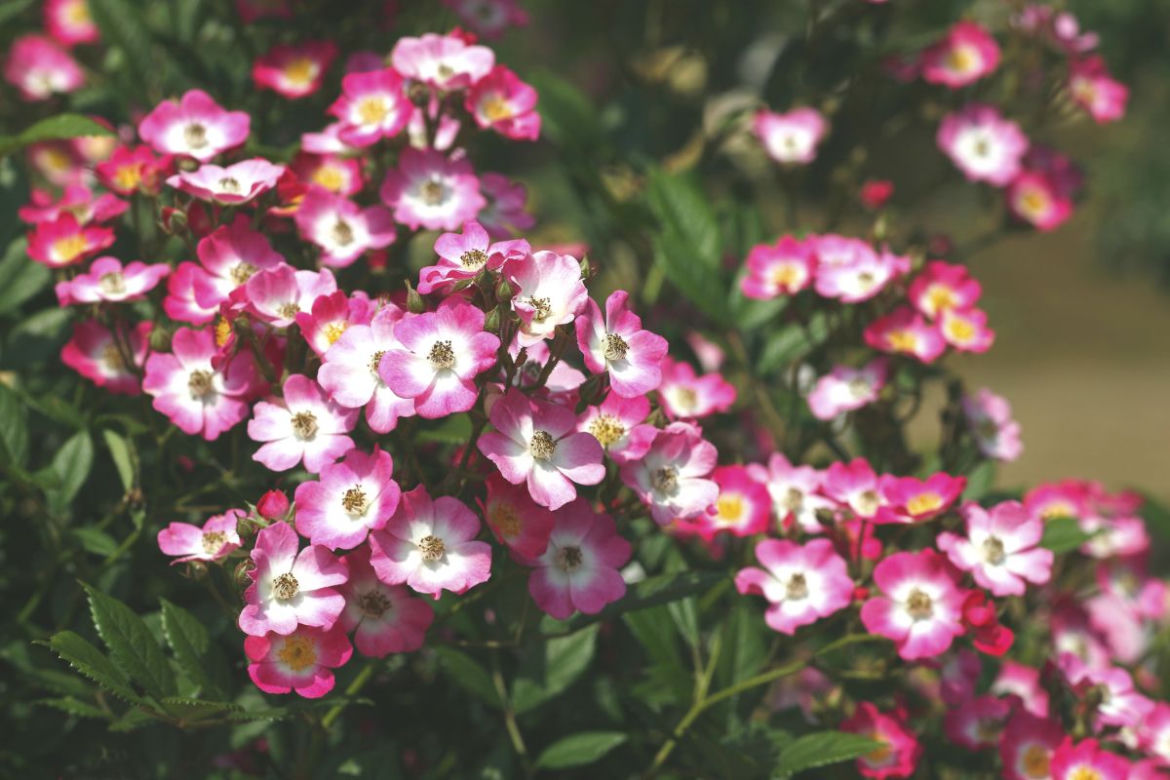 roze1.jpg