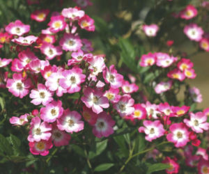 roze1.jpg