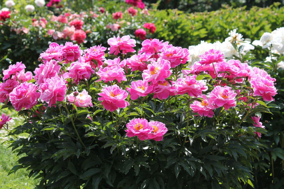 Piwonia chińska (Paeonia lactiflora)