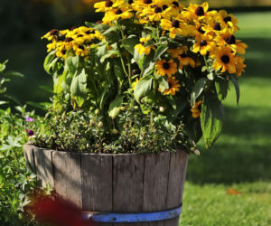 Rudbekia błyskotliwa