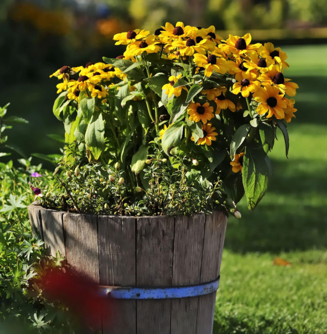 Rudbekia błyskotliwa