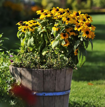 Rudbekia błyskotliwa