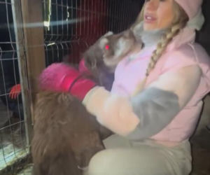 Koniec heroizmu Dody? Artystka mówi dość po dramatycznych wizytach w schroniskach