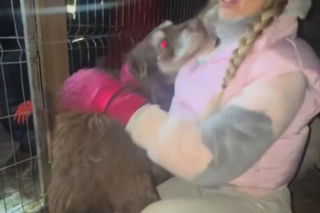 Koniec heroizmu Dody? Artystka mówi dość po dramatycznych wizytach w schroniskach