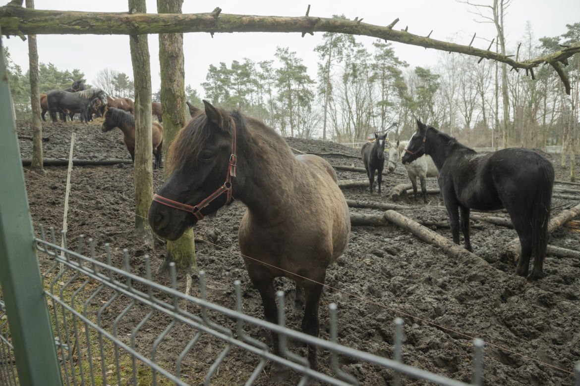  „Chwile przed tragedią miejsce tętniło życiem”. Ogromny pożar stadniny na Białołęce. Spłonęło 8 koni
