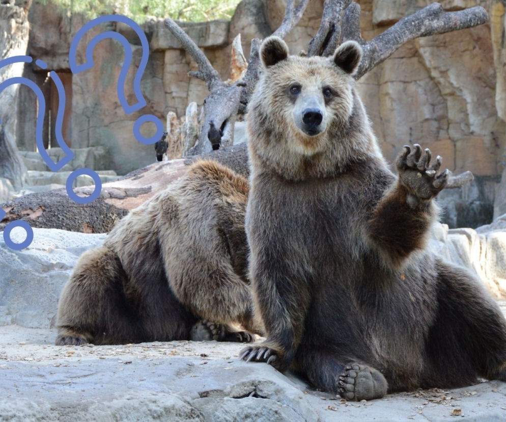 Skąd biorą się zwierzęta w zoo? Musisz to wiedzieć, zanim zdecydujesz się na odwiedzenie ogrodu