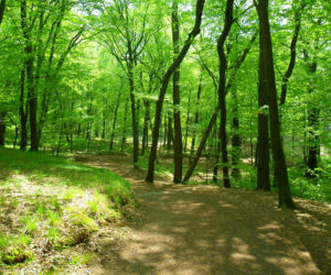 Arboretum w Raciborzu