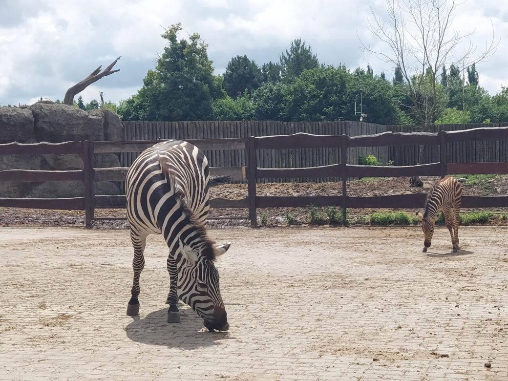 Mała zebra w zamojskim ZOO