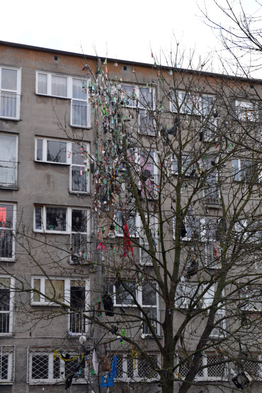 Szczecin: Drzewo śmietnik