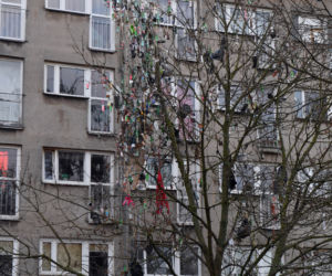 Szczecin: Drzewo śmietnik