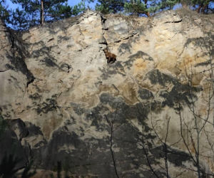 Strażacy uratowali owieczkę