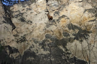 Strażacy uratowali owieczkę