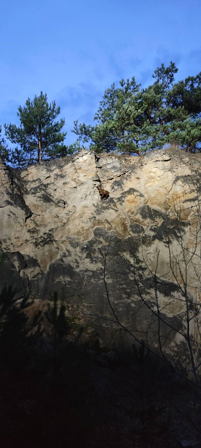 Strażacy uratowali owieczkę