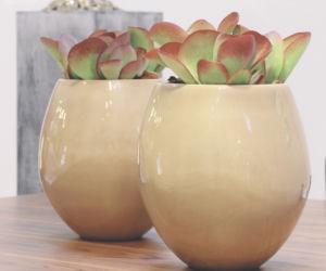 Kalanchoe wiechowate