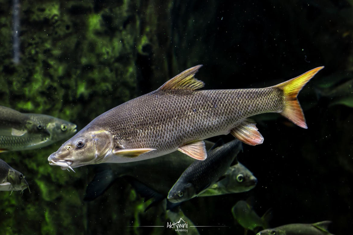 Ośrodek Edukacji Przyrodniczej w Umianowicach 