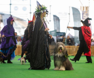 Duo Cacib Kielce - Międzynarodowa Wystawa Psów Rasowych w Targach Kielce