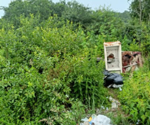 Nasiona konopi indyjskich kupiła w sklepie zoologicznym. 80-latka chciała zobaczyć, jak wygląda ich hodowla