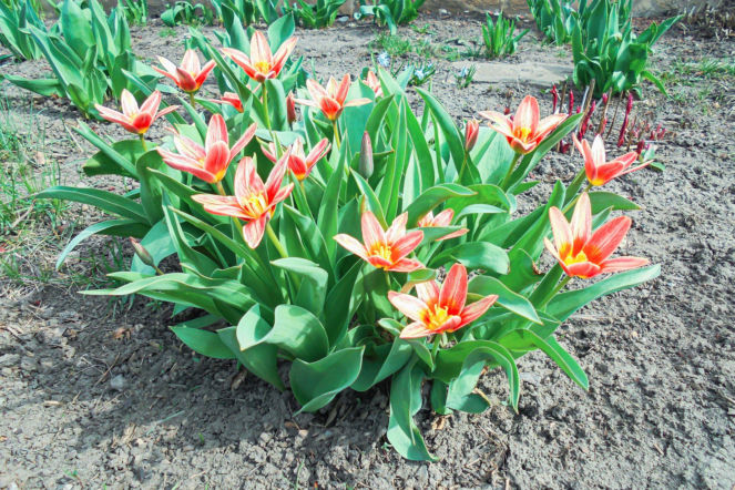 Tulipany Forstera