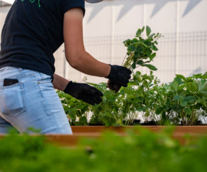 Miejska farma i ekowarsztaty - Galeria Katowicka wypuszcza zieleń w miasto