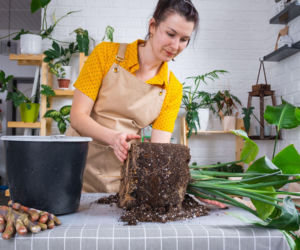 Przesadzanie strelicji