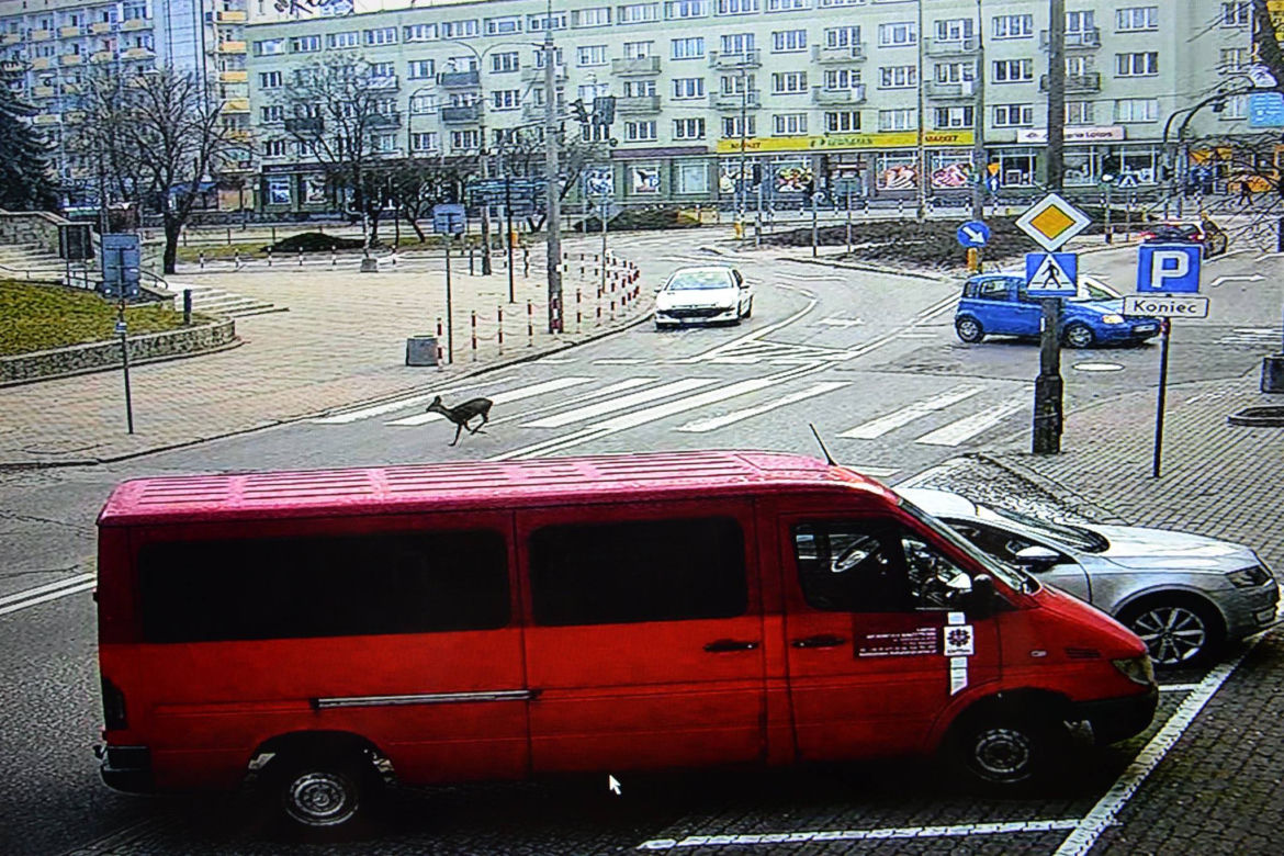 Białystok. Sarenka biegała po centrum miasta. Nagrała ją kamera Centrum Atywności Społecznej [ZDJĘCIA]