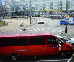 Białystok. Sarenka biegała po centrum miasta. Nagrała ją kamera Centrum Atywności Społecznej [ZDJĘCIA]
