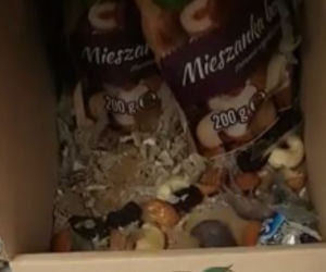 Szczury w Biedronce