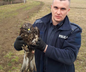 Małopolska: Nietypowa akcja ratunkowa. Policjanci uratowali rannego... myszołowa!