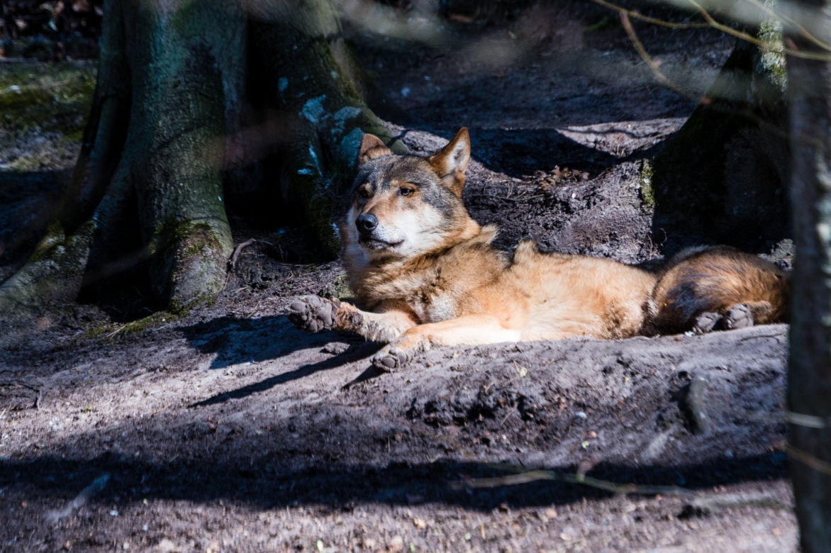 Koronawirus w Trójmieście. Zwierzęta z zoo tęsknią za ludźmi